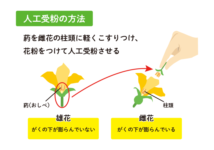 人口受粉